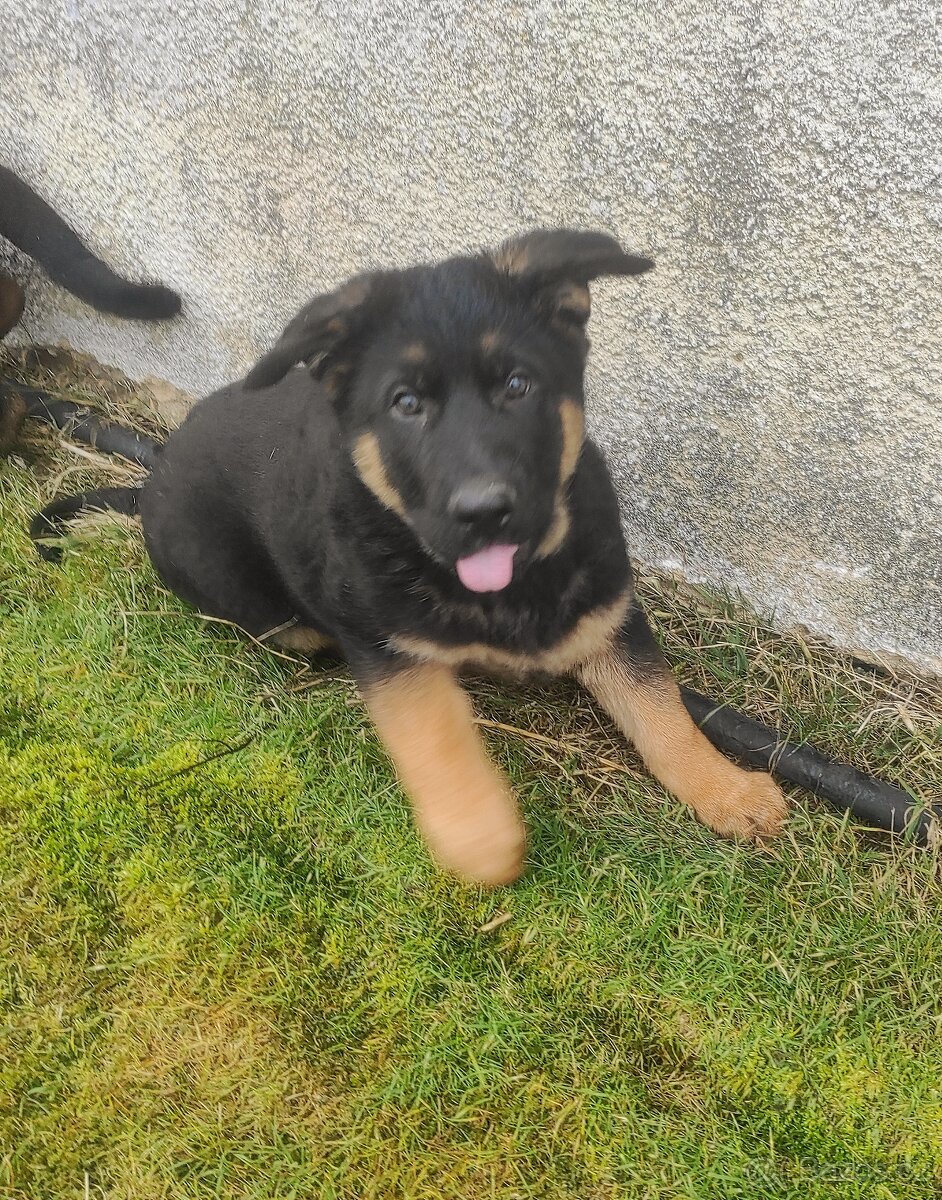 Německý ovčák - štěňata s PP - 4