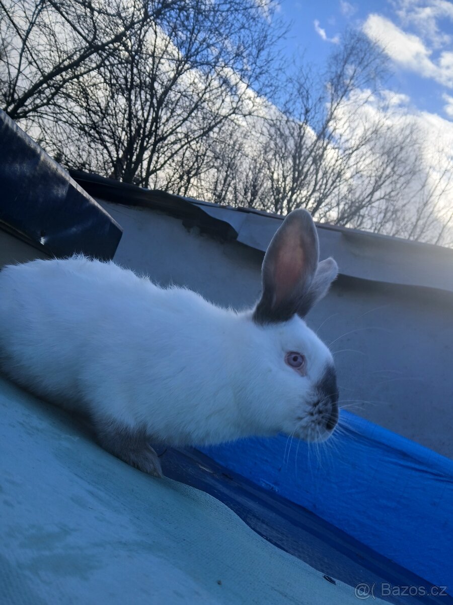 Kalifornské králíky - 4