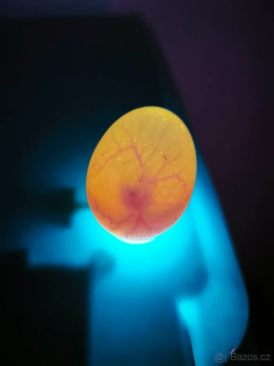 Nasadová vajíčka - 4