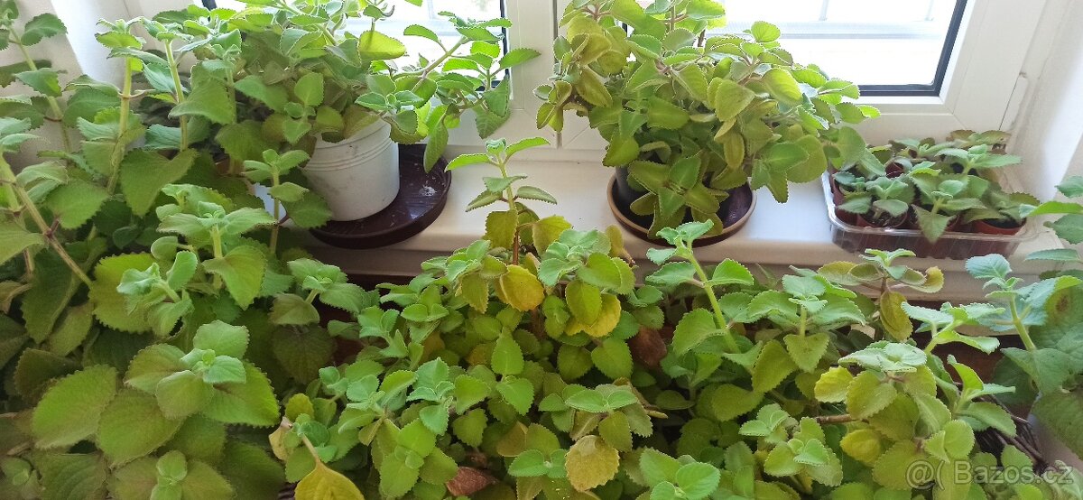 Silný rymovnikový sirup - 4