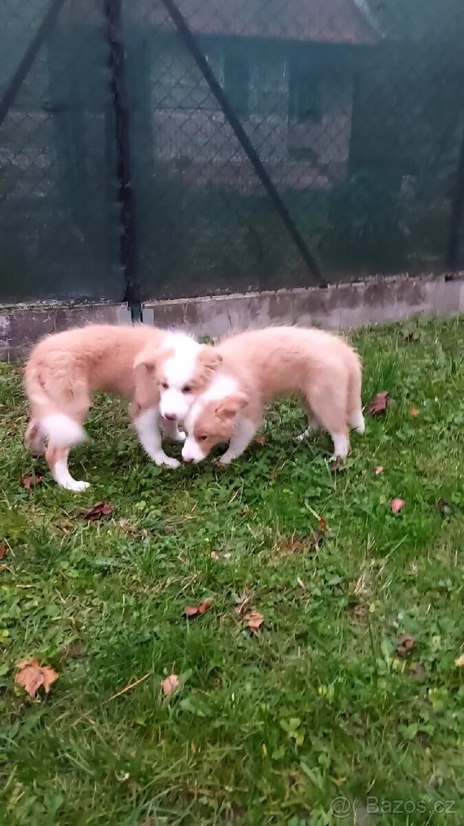 Štěňata border kolie - 4