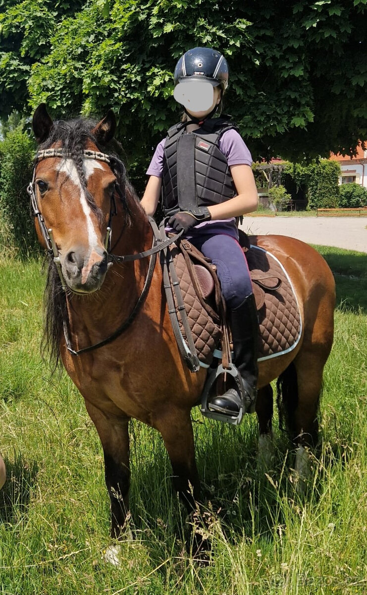 Valach welsh mountain pony, sekce A - 4