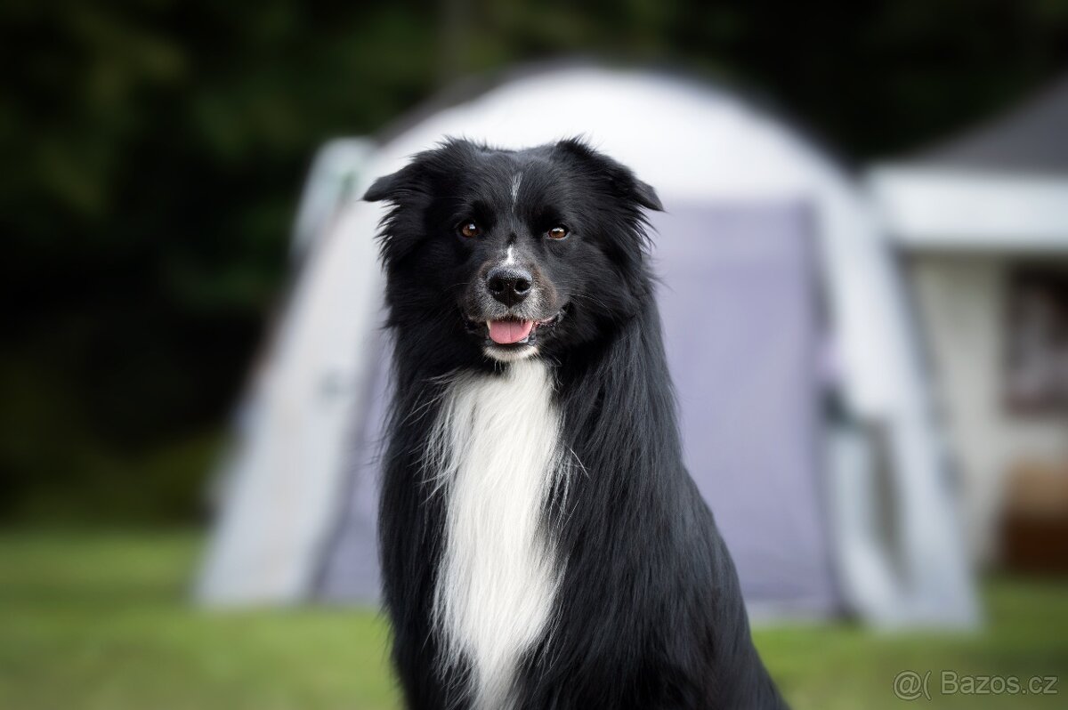 Australský ovčák - Krytí chovným psem - 4