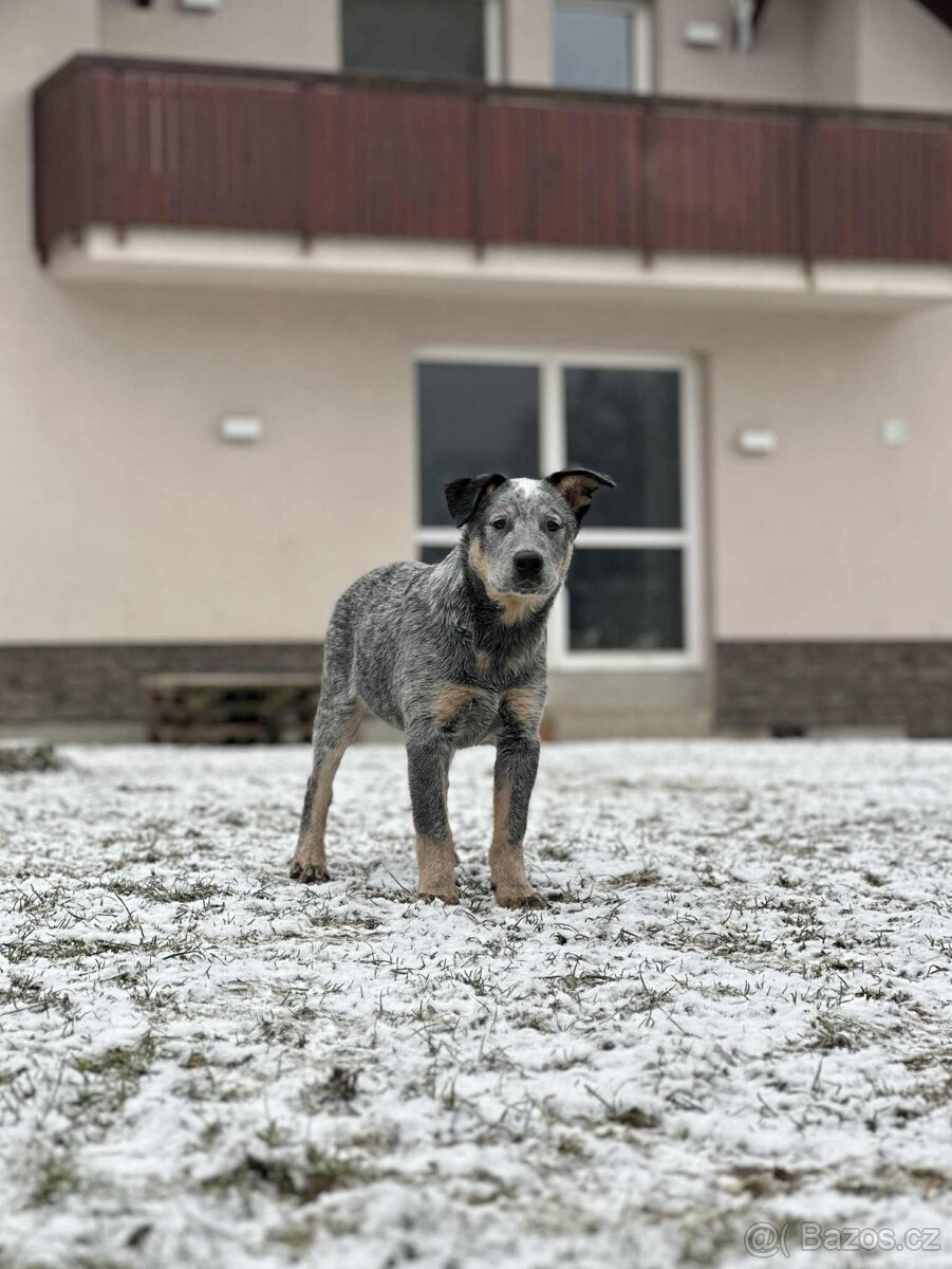 Australský honácký pes - s PP - 4