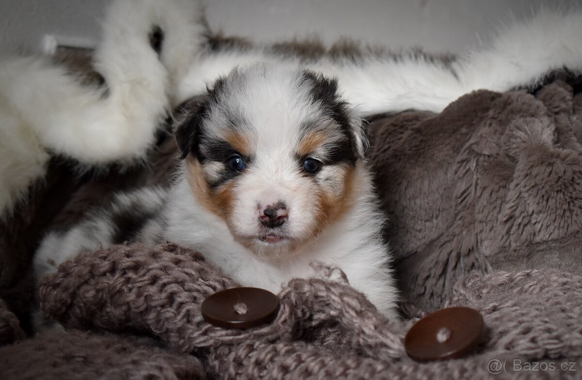 Australský ovčák s PP - 4