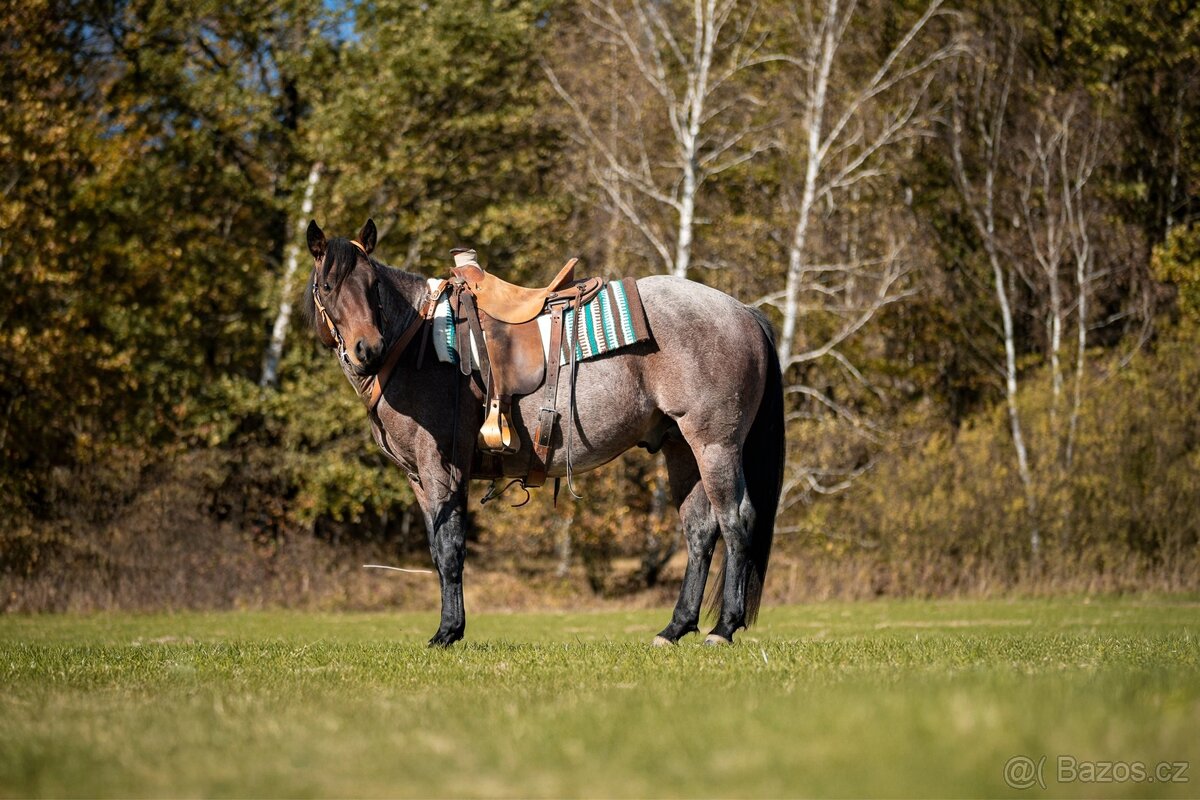 Připouštění hřebcem AQH - 4