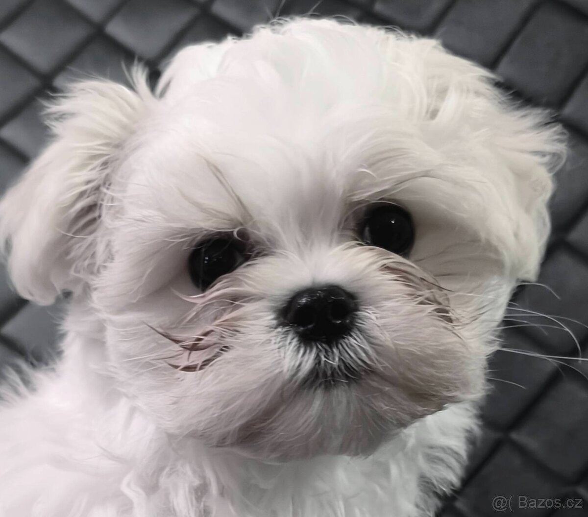 Maltézáček s průkazem původu - 4