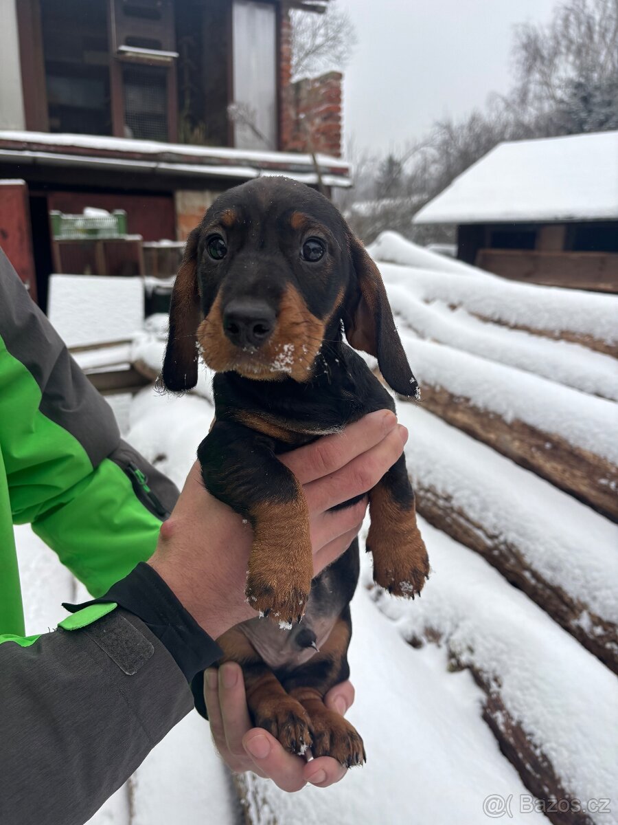 Štěně jezevčíka - 4