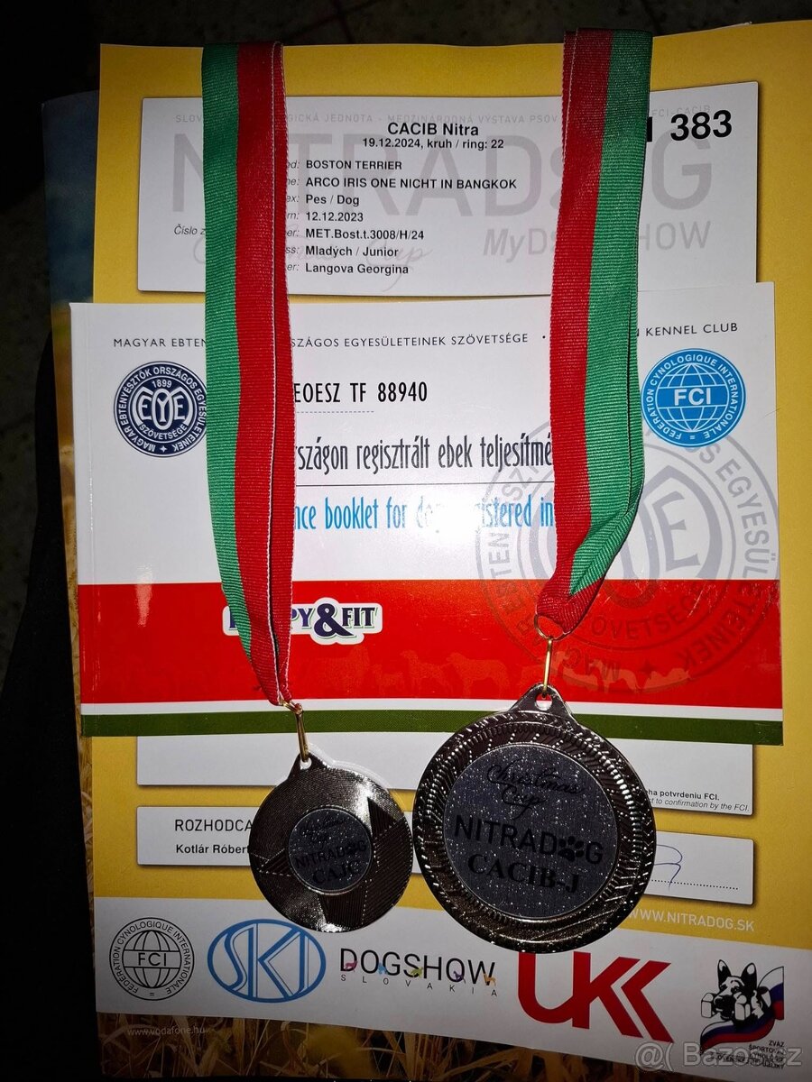 Boston, bostonský terier krytie. - 4