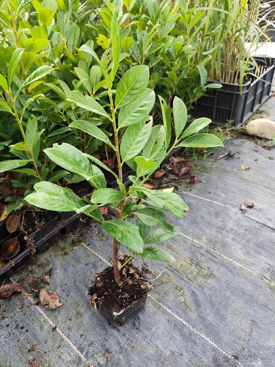 Bobkovisen novita 30-60 cm K9x9 0.7L - 4