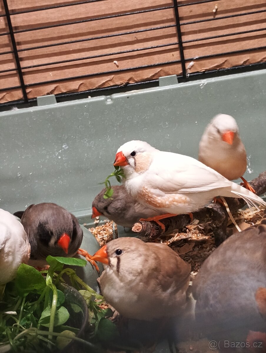 Zebřička pestrá - 4