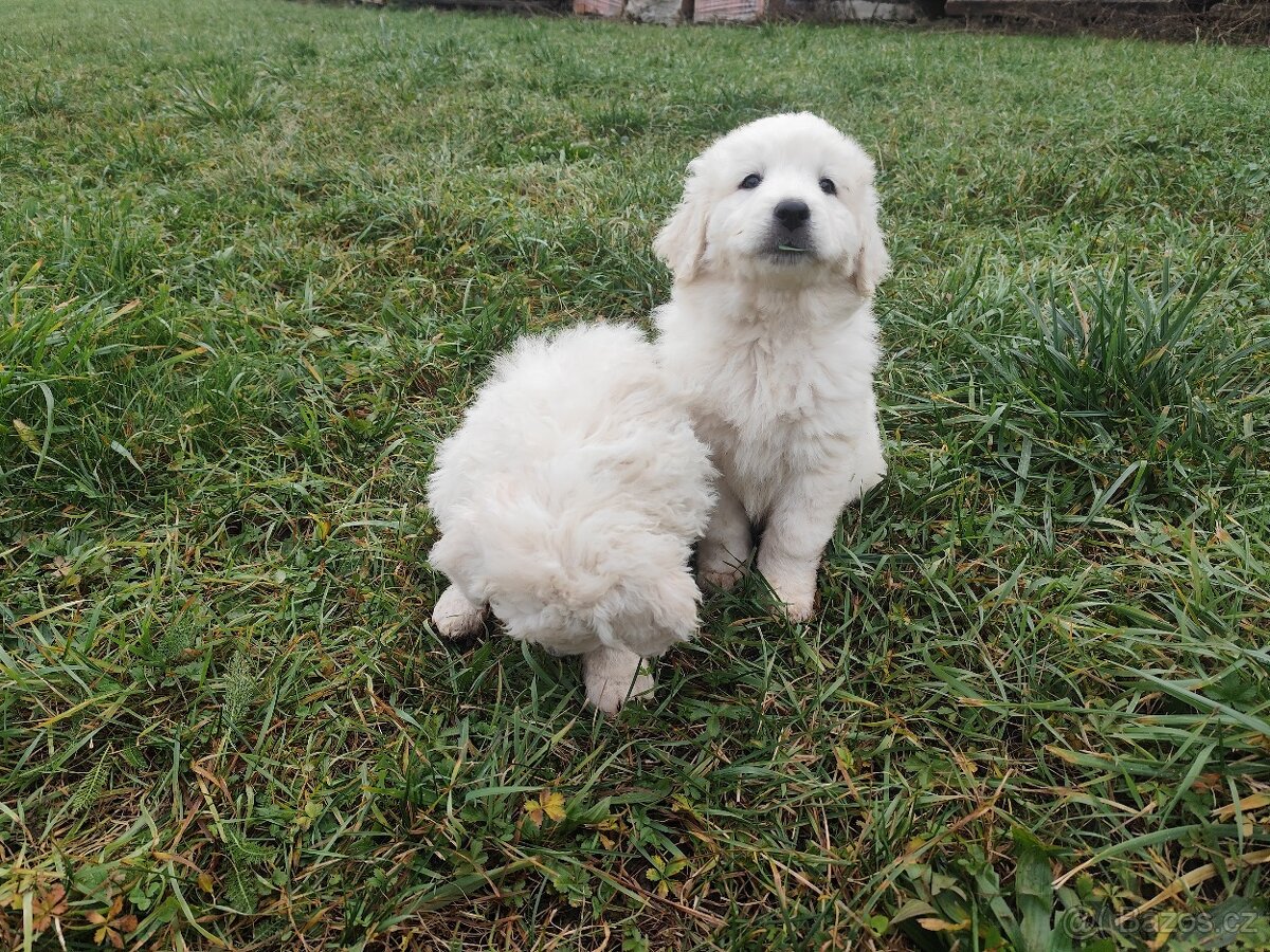 Slovenský čuvač bez PP - 4