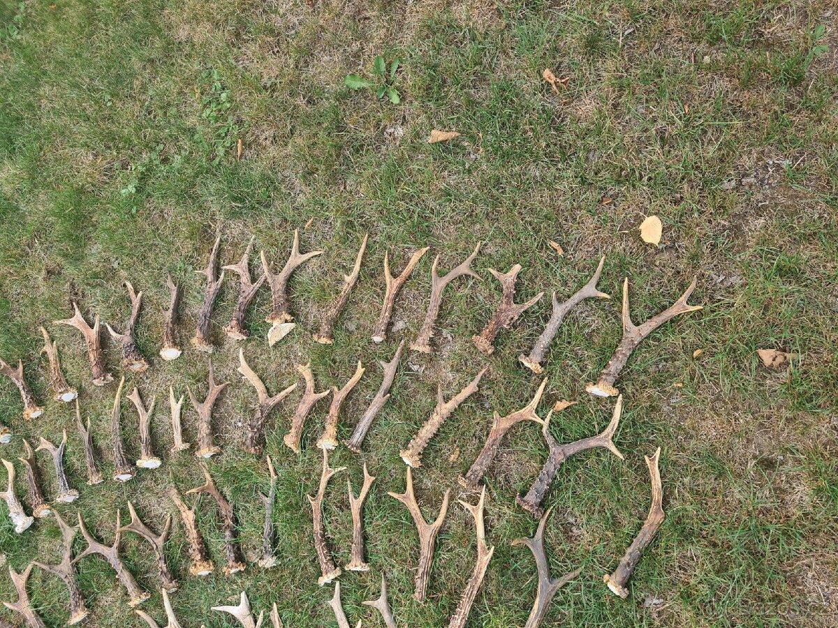 Srnci shozy parozi - 4