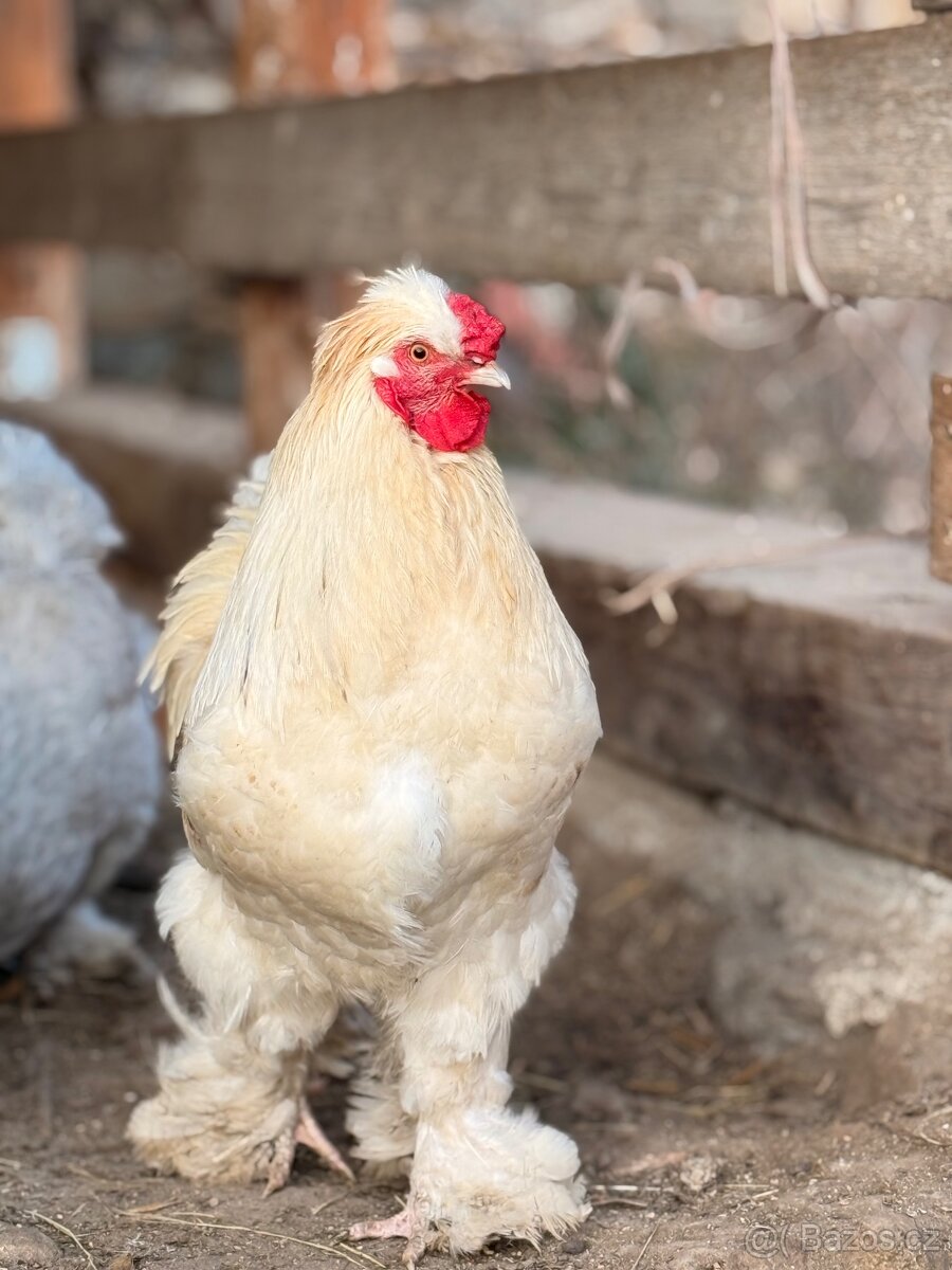 Brahmanka x hedvábnička - 4