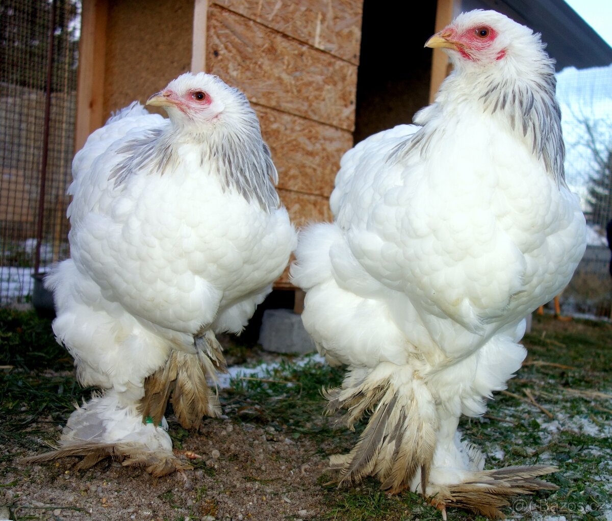 Bráhmanka velká - 4