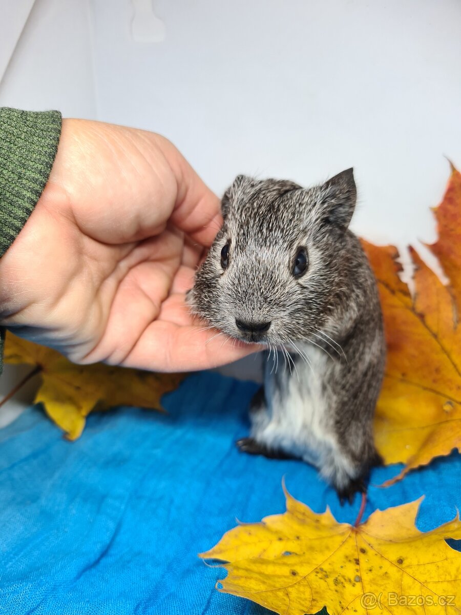 Sameček morče, Pp, již k odberu - 4