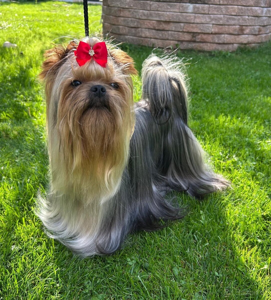 Jorkšírský teriér s PP FCI štěně kluci ihned k odběru - 4