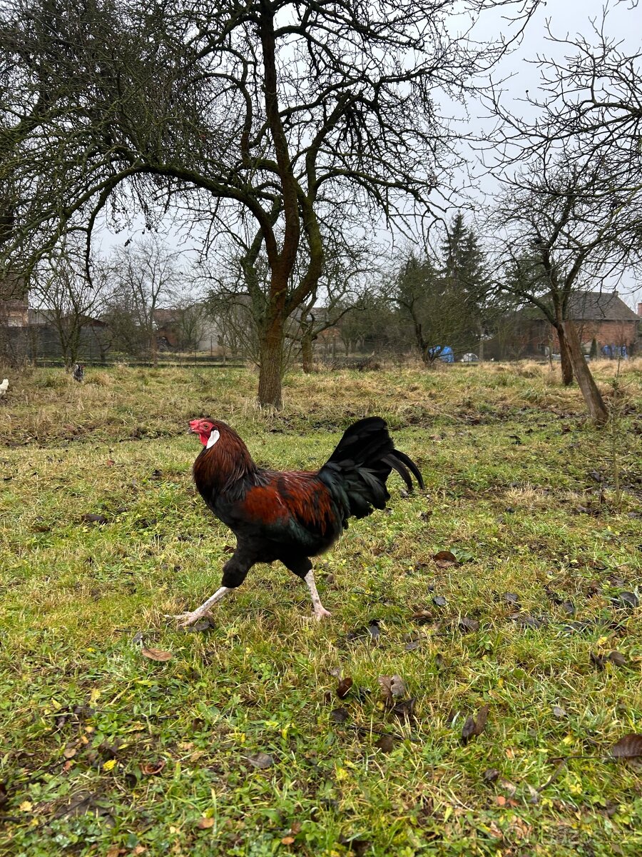 Kohouti, kohout na chov - 4