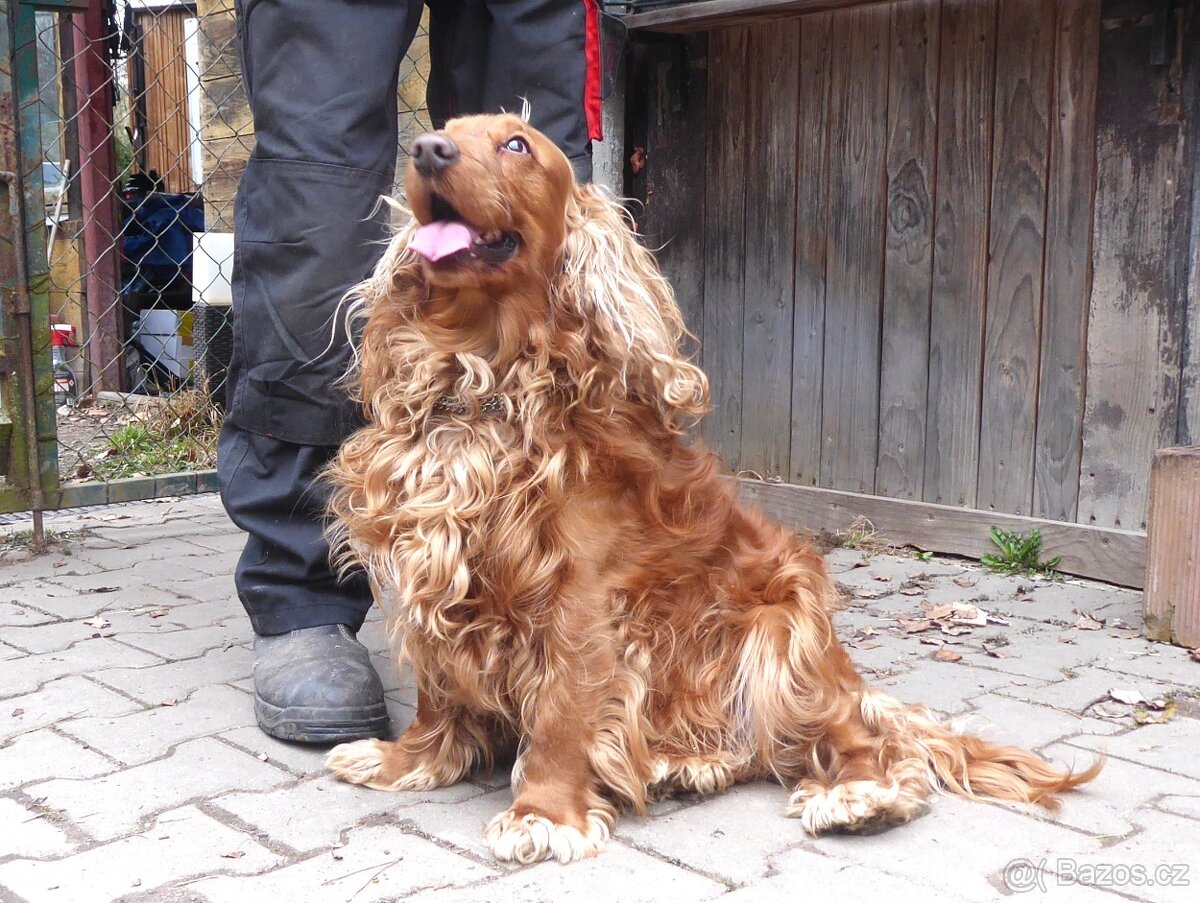 Zlatý kokršpaněl - daruji - 4