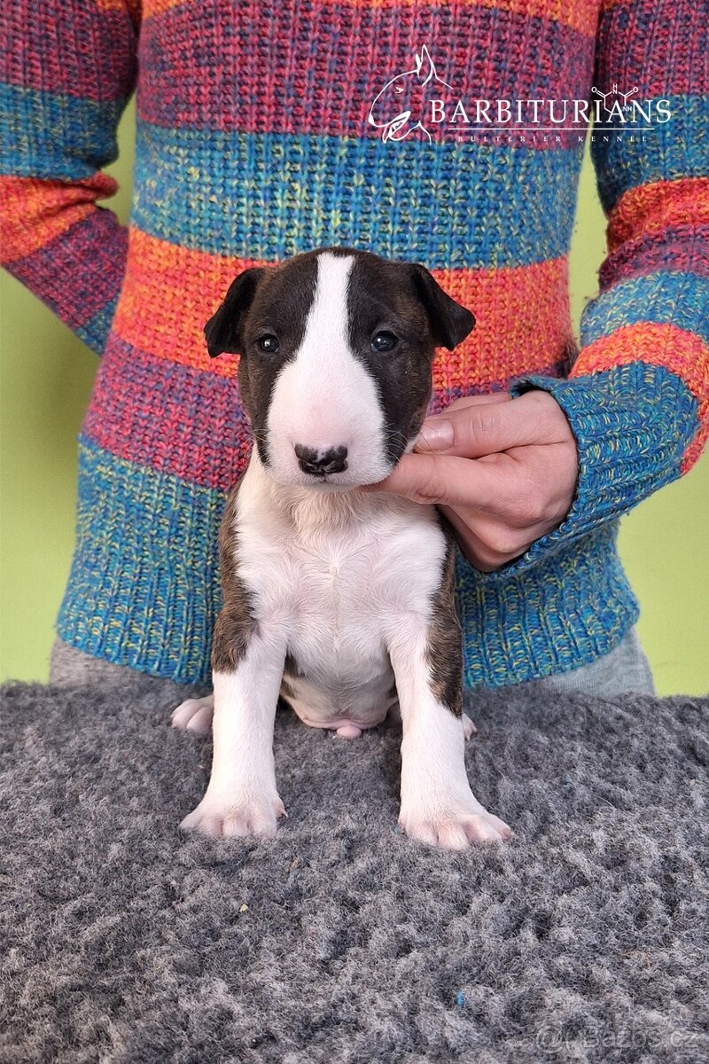 Anglický Bulteriér s PP / Bullterier, bullterrier - 4