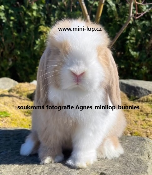 Minilop zakrslý beránek králík z chovné stanice - 4