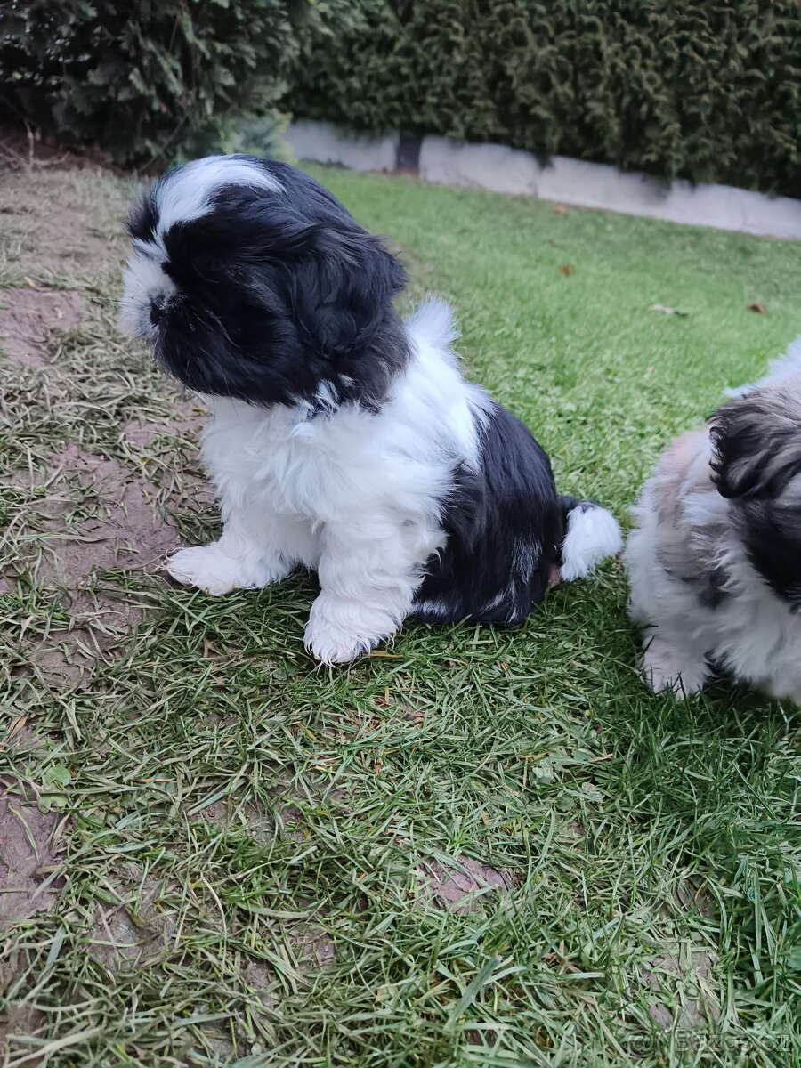 Shih - Tzu s PP fenka - 4