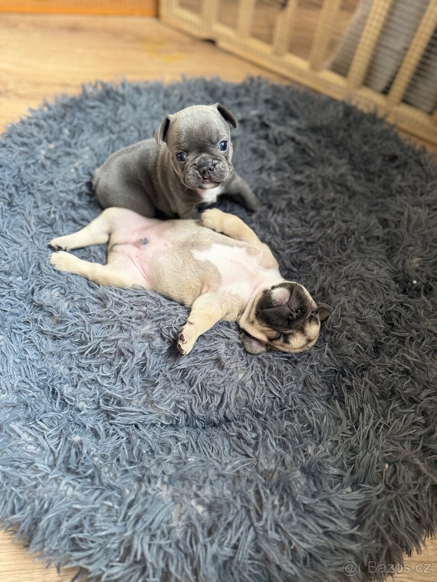 Francouzský buldoček bez PP - 4
