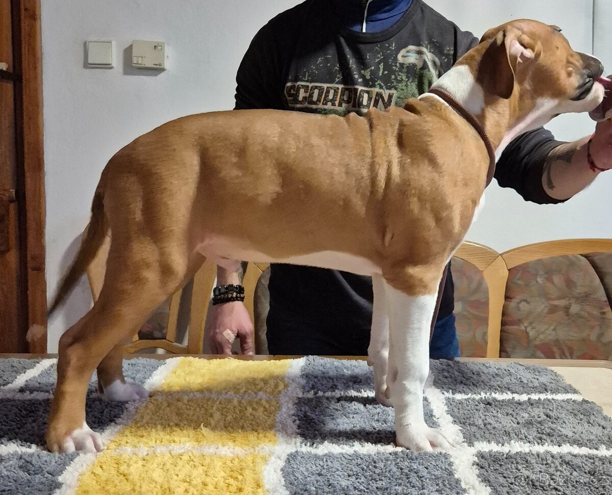 Americký stafordšírský teriér s PP - 4