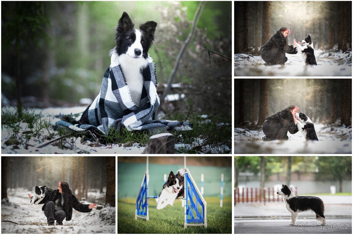 Border kolie s PP,štěňátka - 4