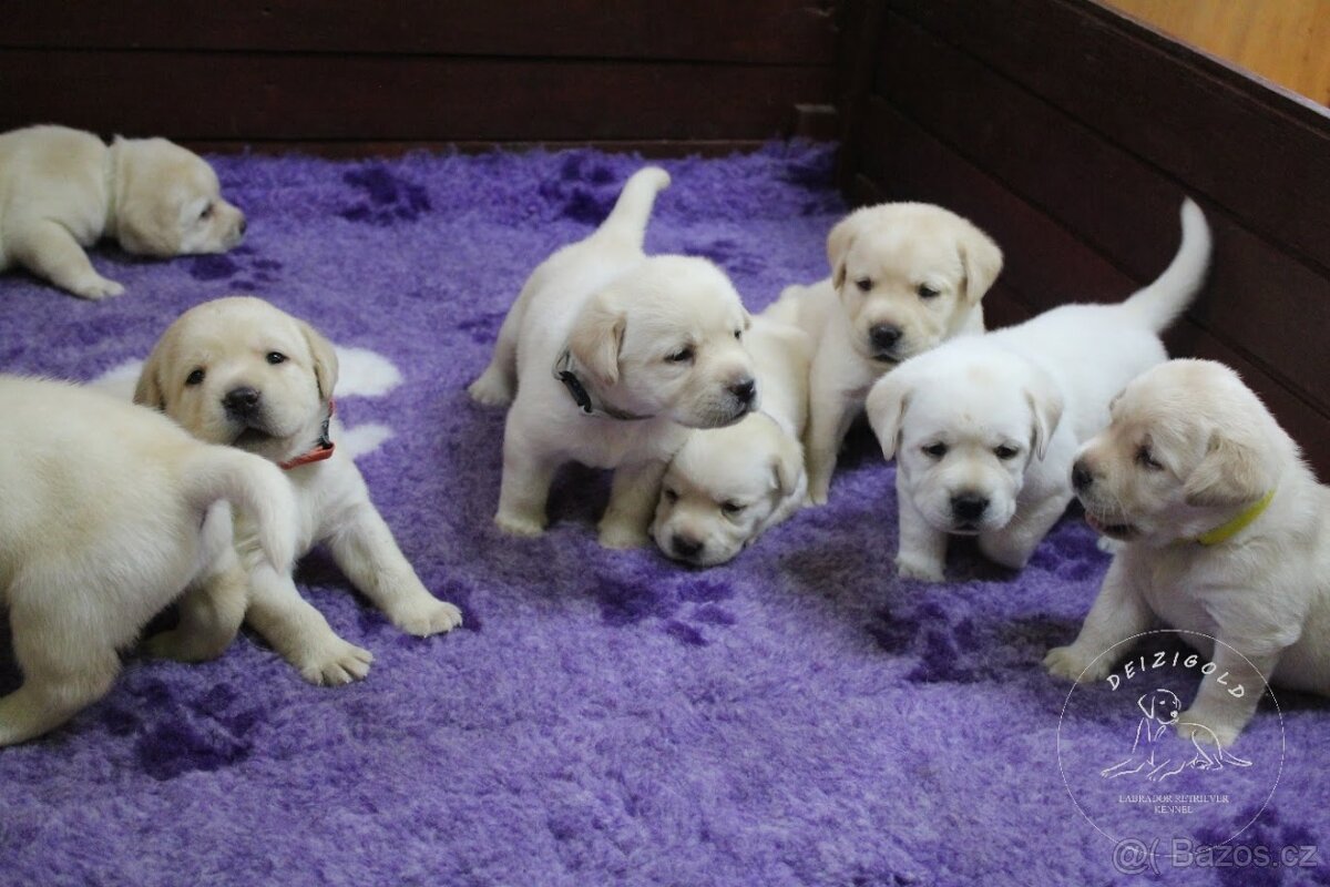 Labrador retriever s rodokmeňom pôvodu - 4