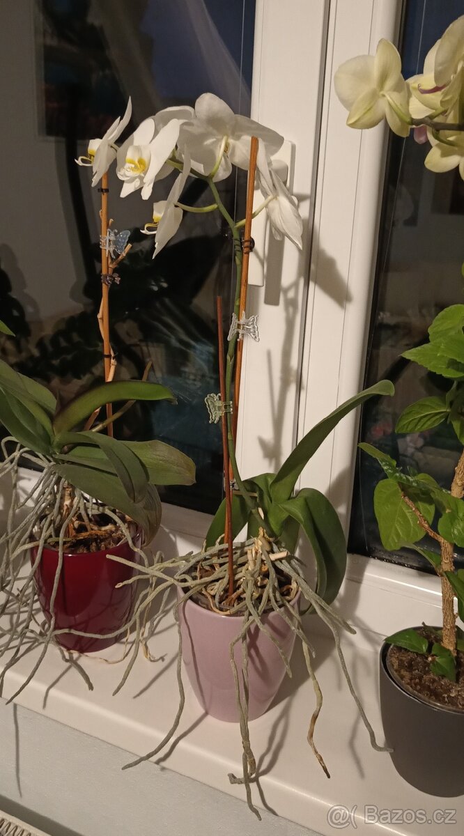Ibišek - Hibiscus rosa, Orchidej - Phalaenopsis - 4
