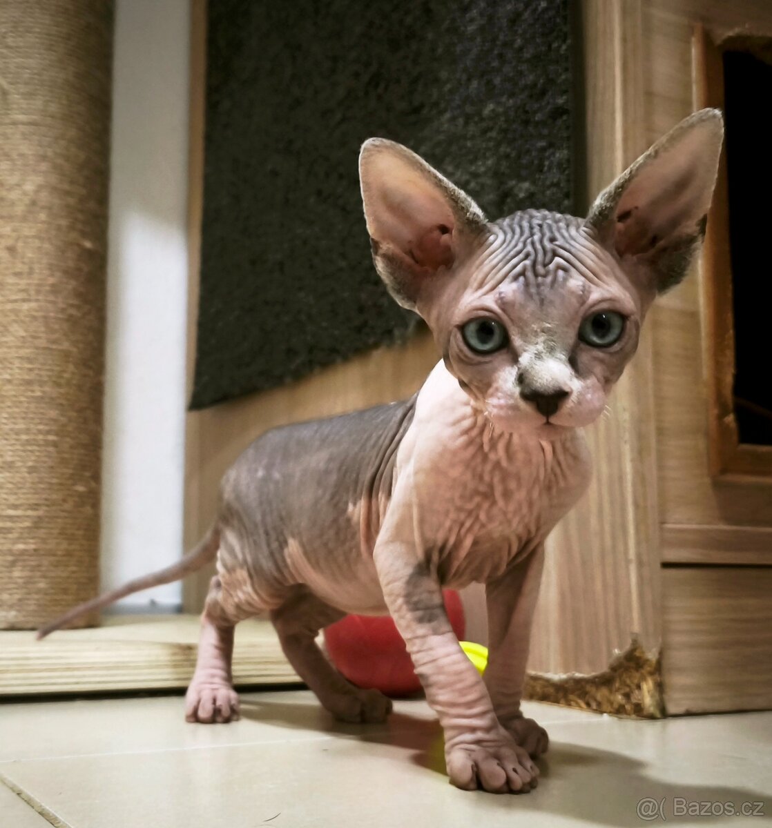 Kanadský sphynx kluk - 4