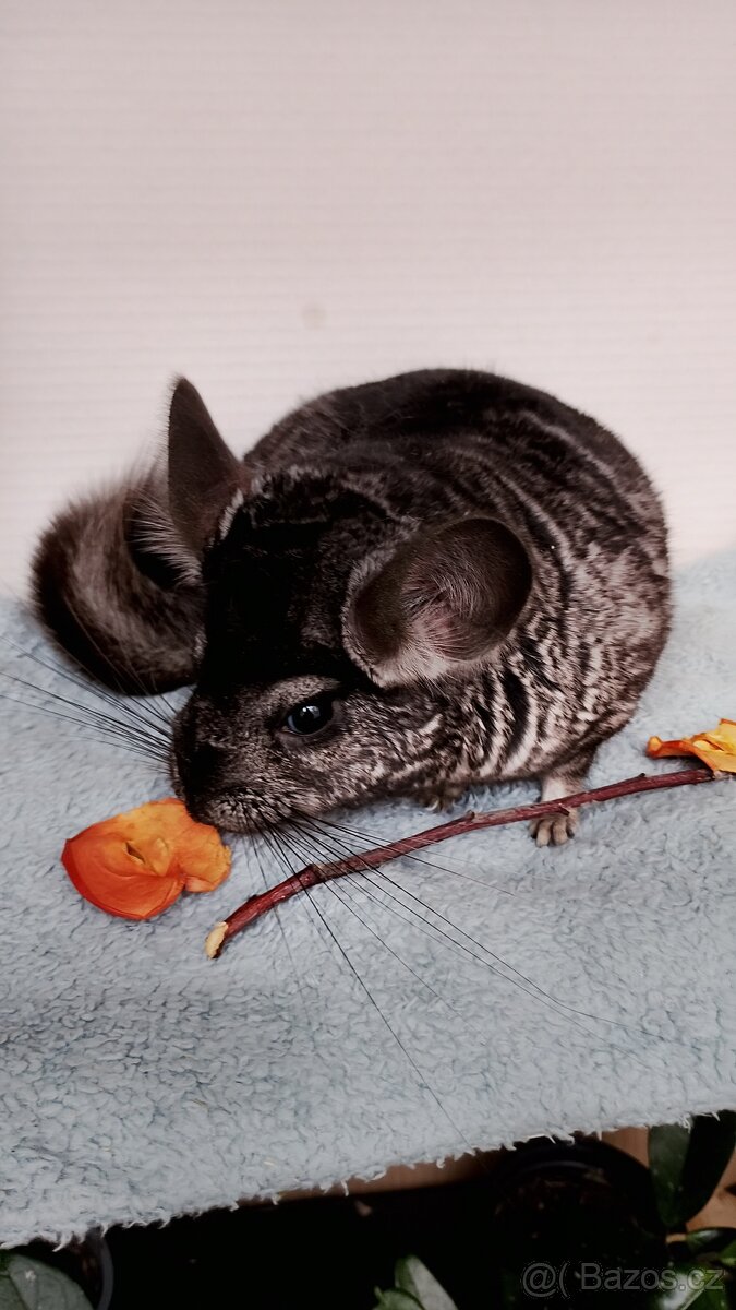 Činčila sameček - 4