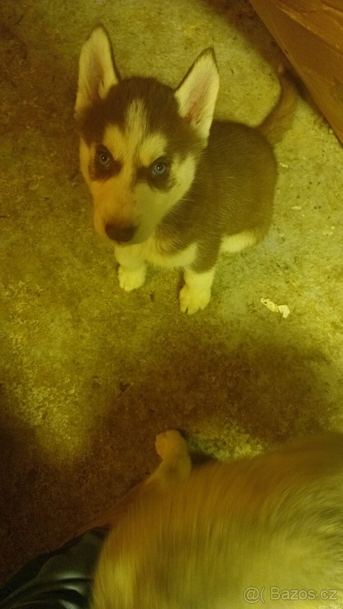 Sibiřský husky - 4