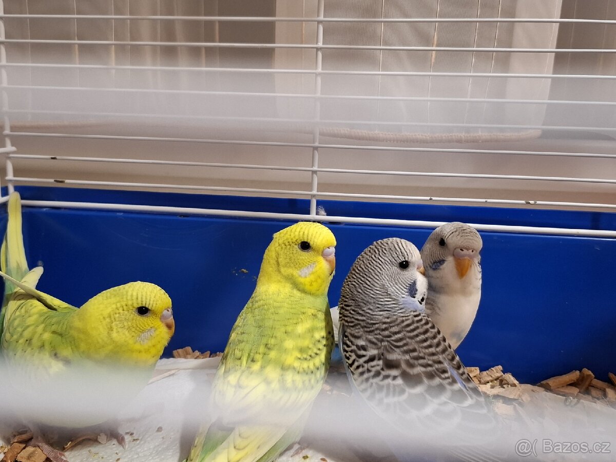 Andulky vlnkovane - 4