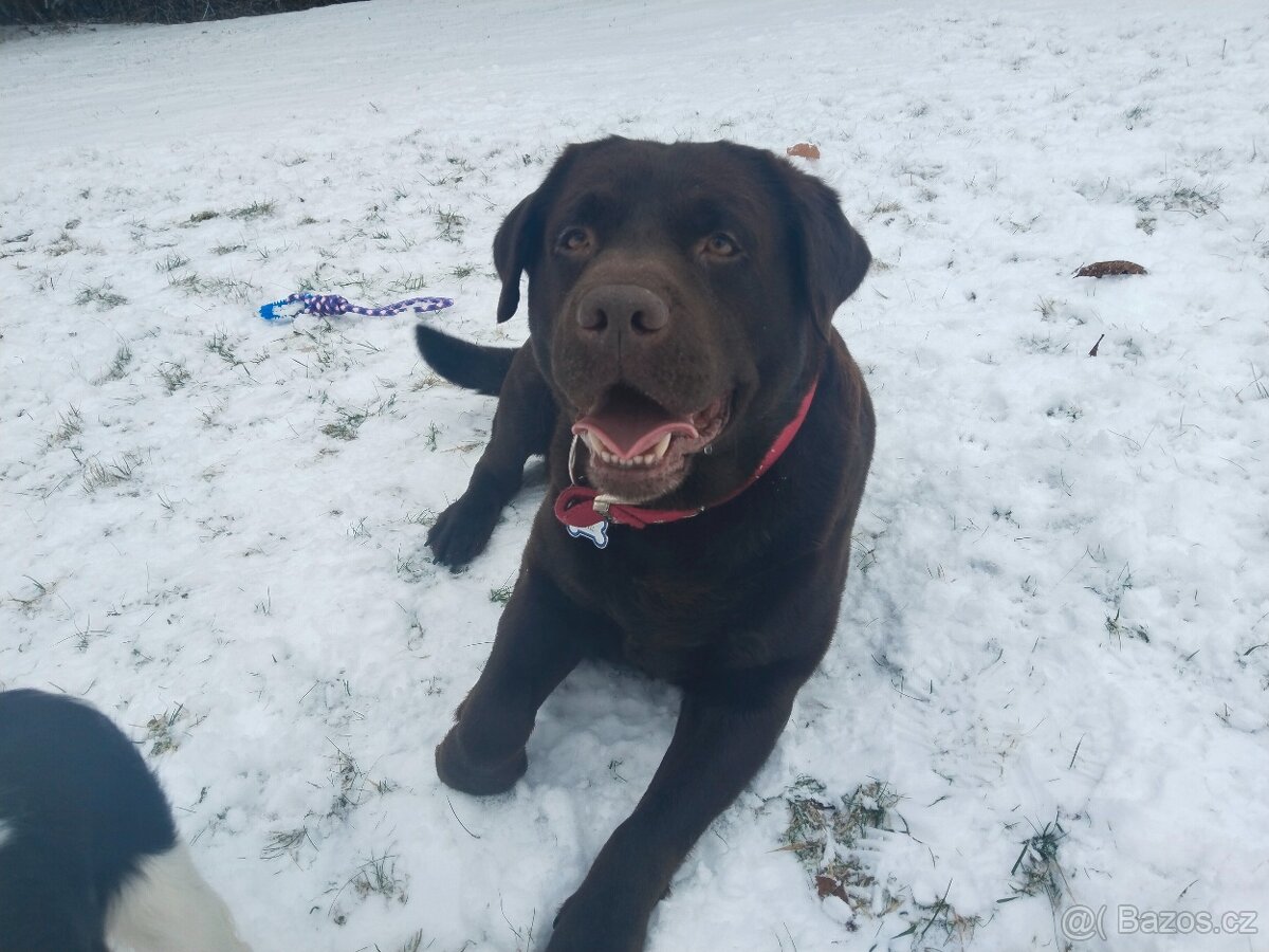Labradorský retrívr s PP- krytí - 4