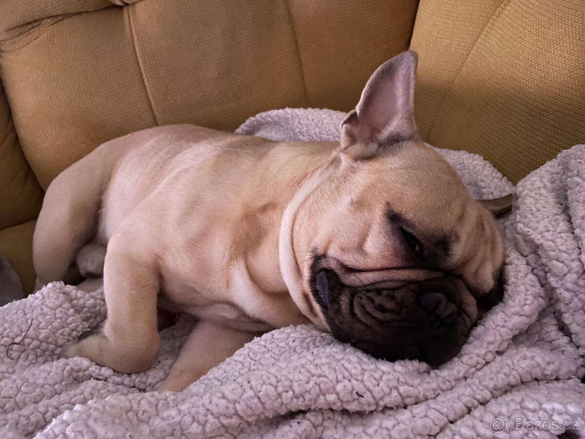 Francouzský buldoček ke krytí 2roky - 4