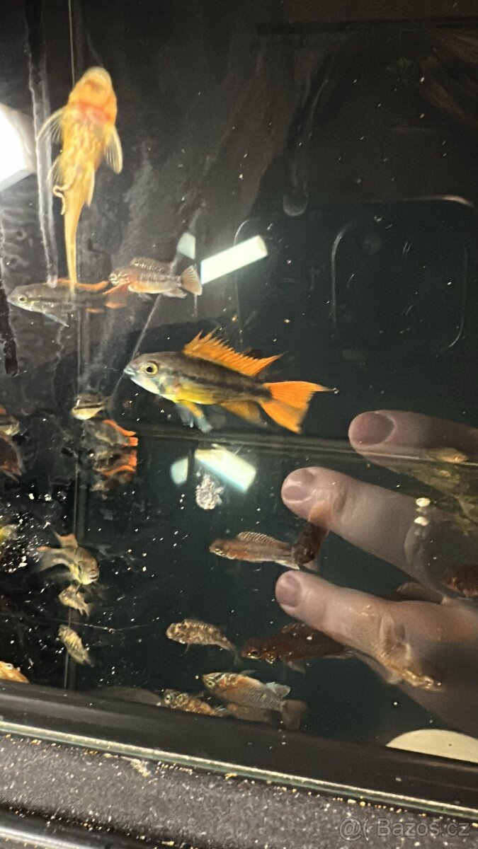 apistogramma viejita - 4