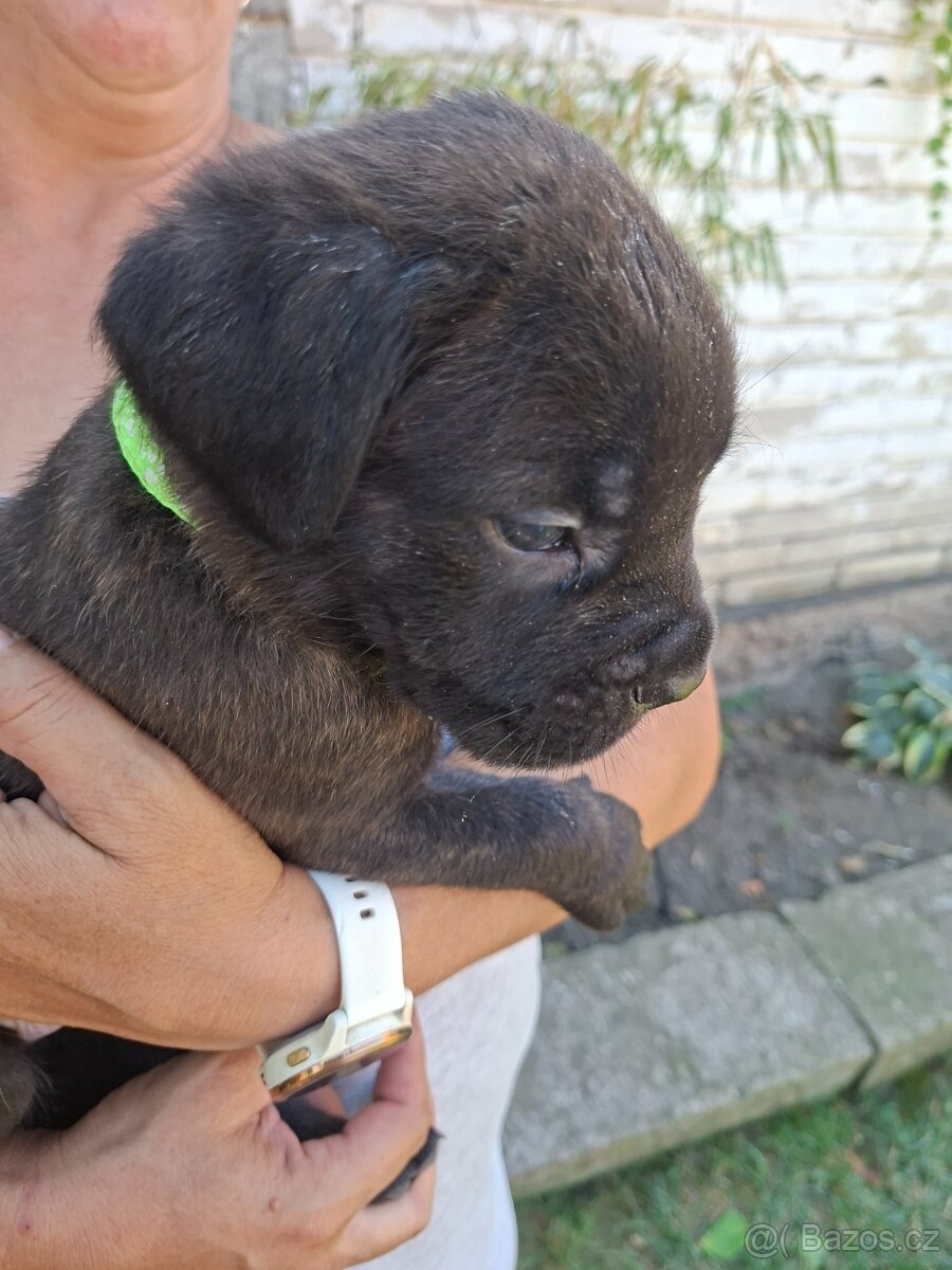 Cane corso - 4