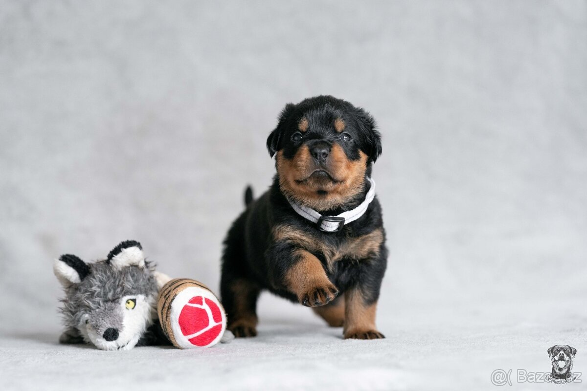 Štěňata rotvajler s PP - Rottweiler - štěně RTW - 4
