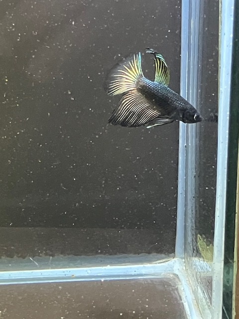 Betta bojovnice - samec 06 - 4