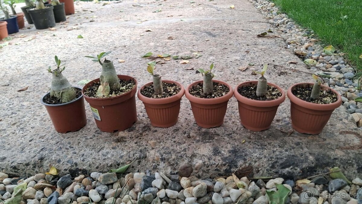 Adenium - 4