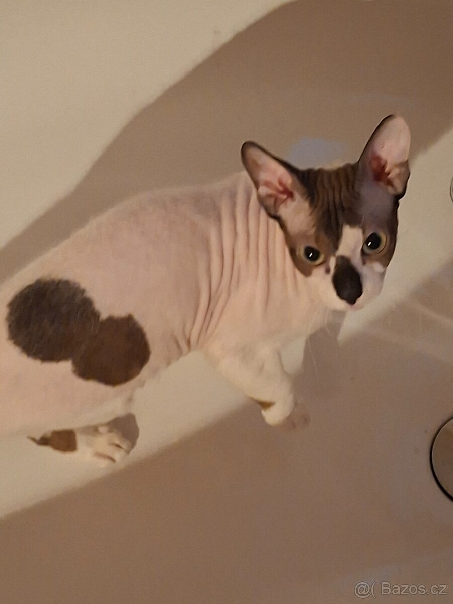 Don Sphynx - 4