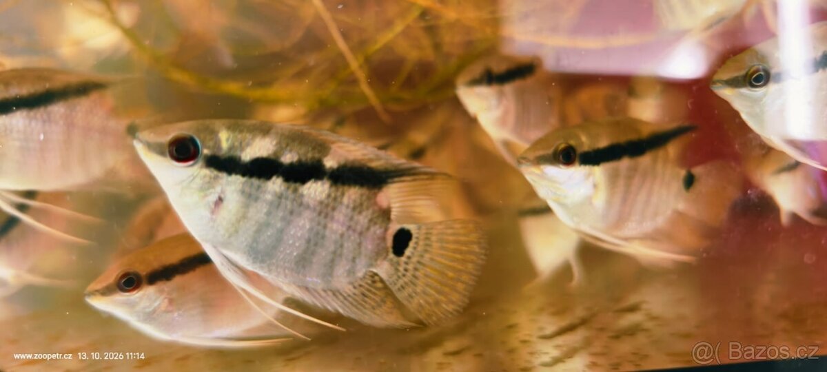 Kančík Mesonauta mirificus - 4