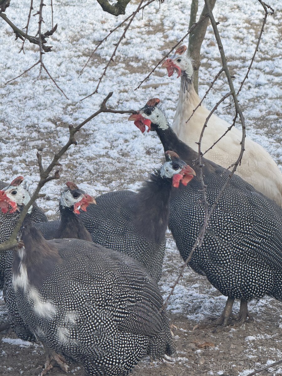 🐦✨ Africké princezny na prodej - 4