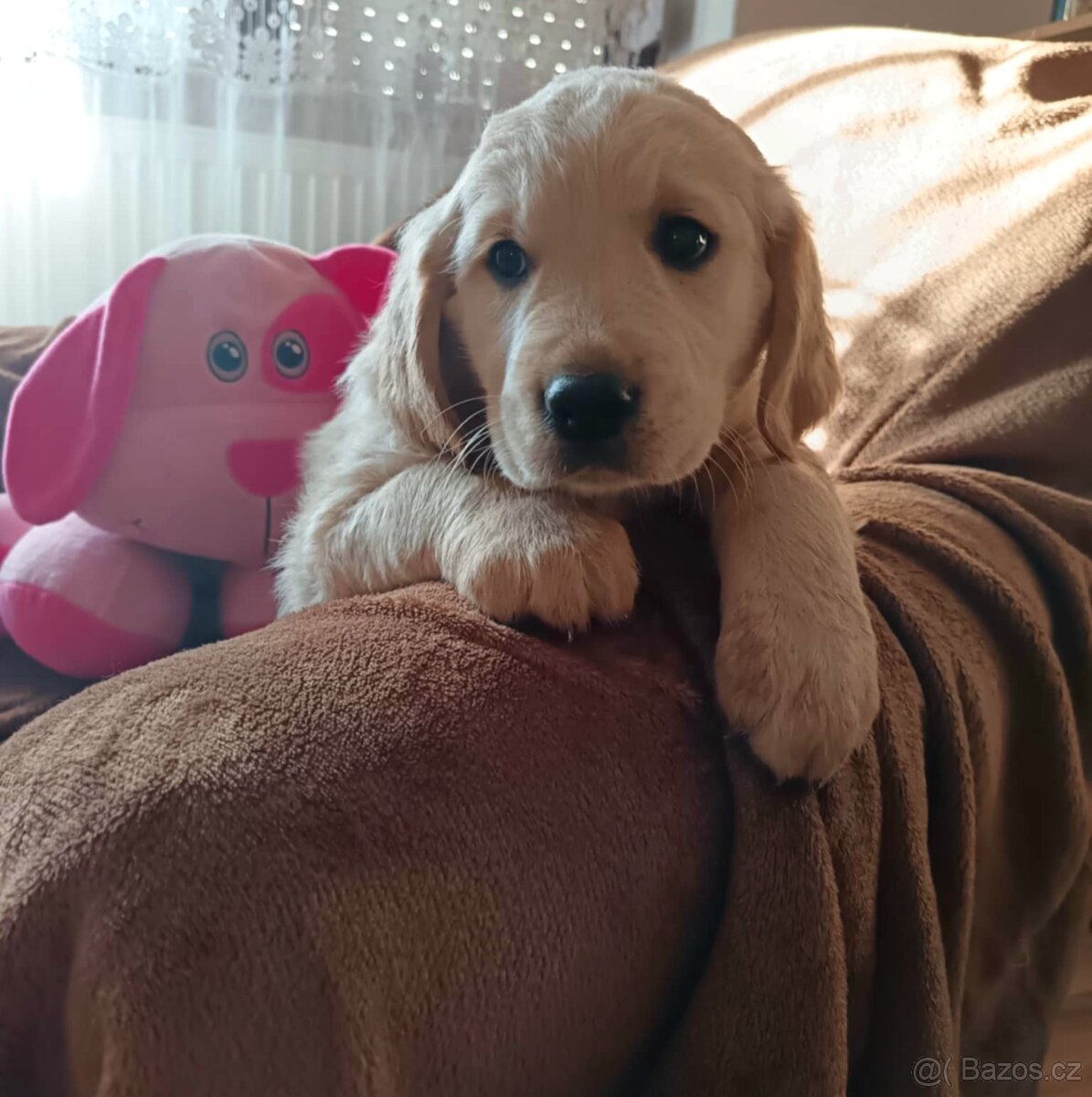 Zlatý retriever, zlatý retrívr - štěňata - 4