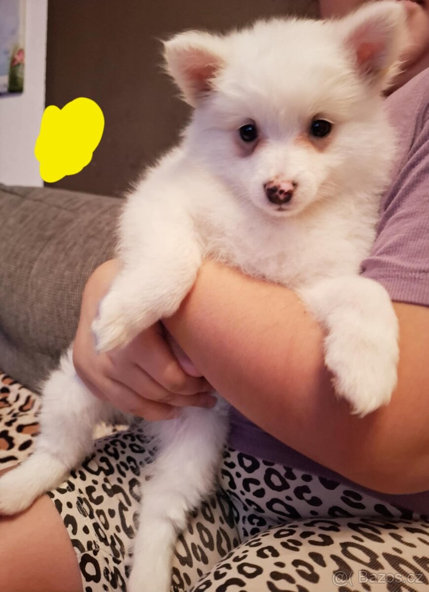 Stěně Špic Pomeranien - 4