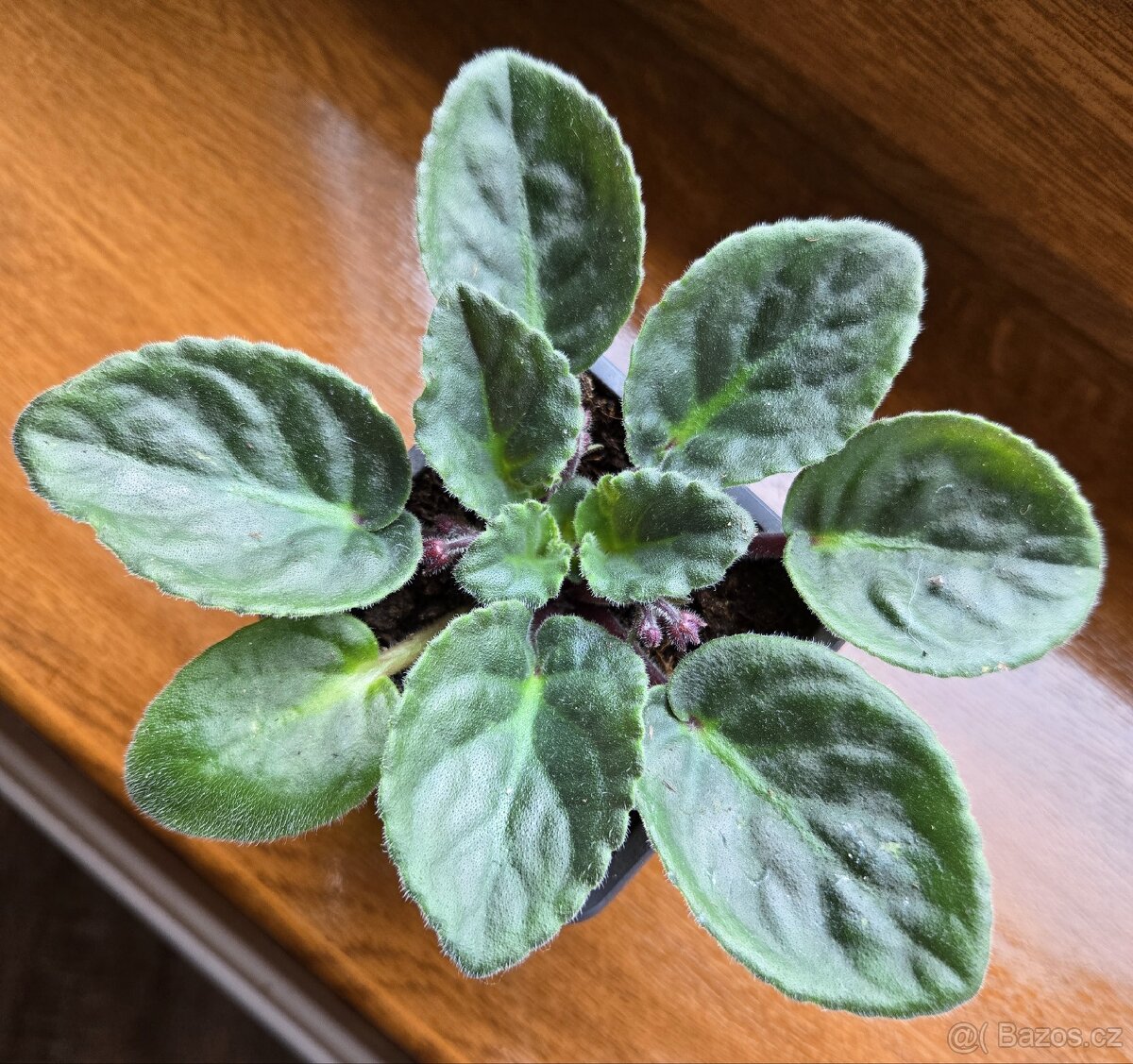 Fialka tmavě růžová - 4