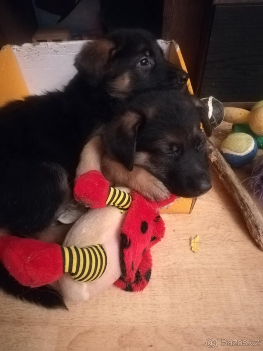 Nemecky ovčák typu Rex(štěňata) - 4