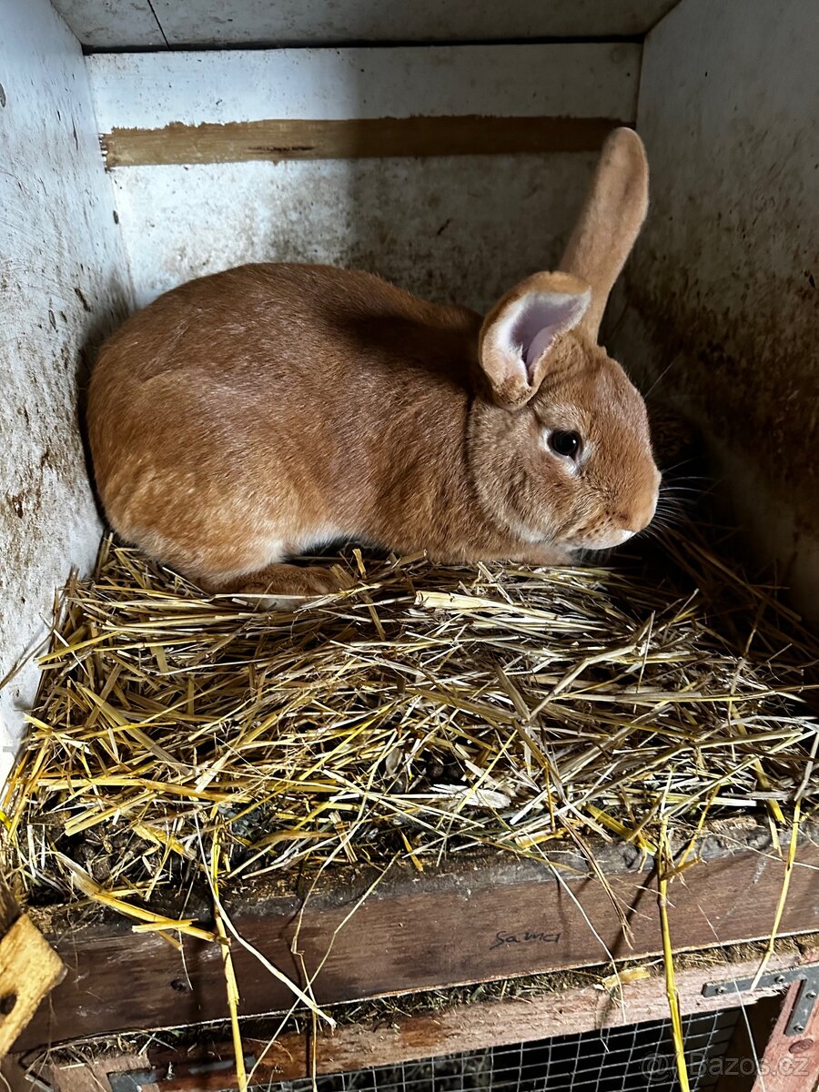 Králíkárna s králíky - 4